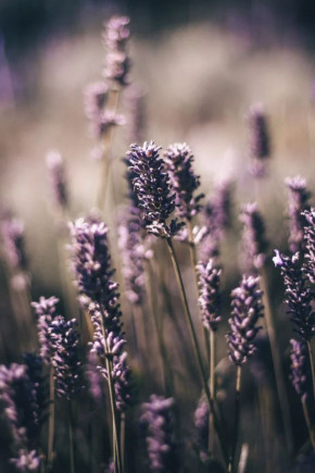 Scented Candle Mußezeit